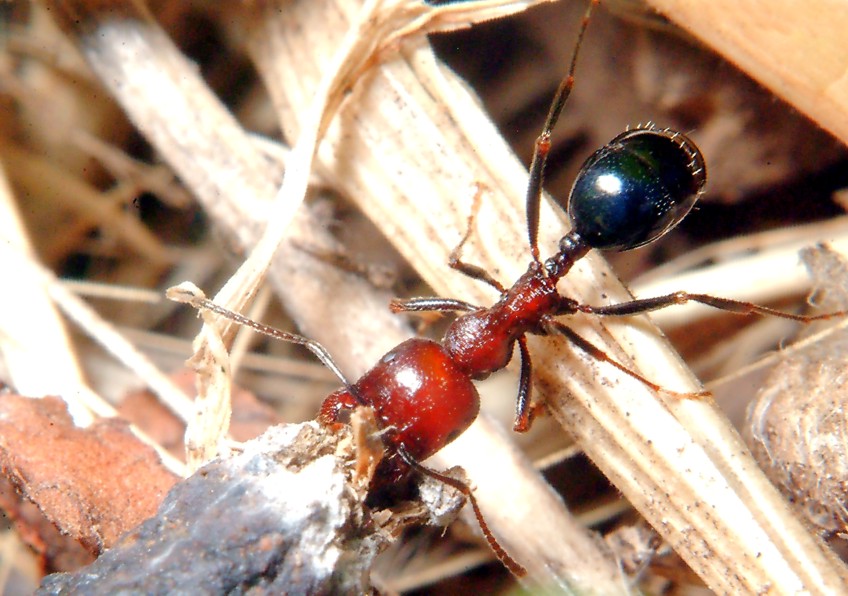 Desolazione (formiche, Messor sp?)